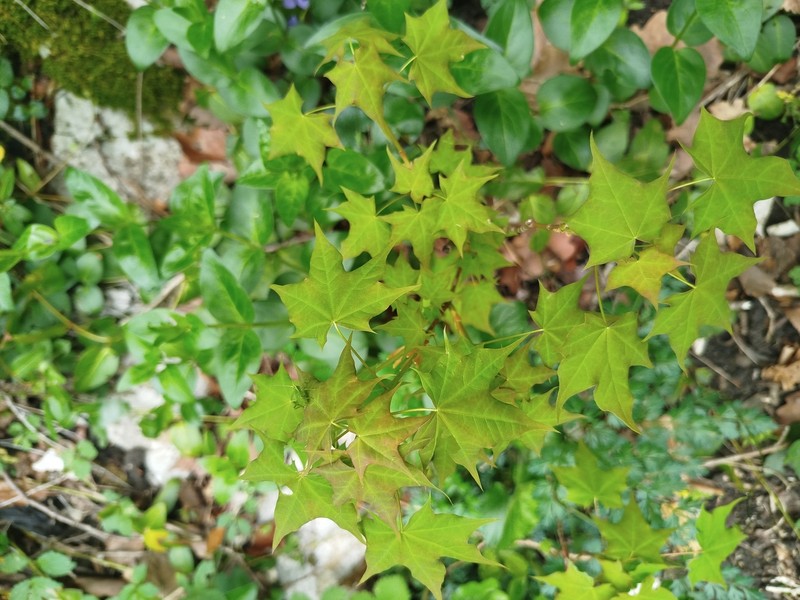 Acer cappadocicum subsp. cappadocicum photo 6