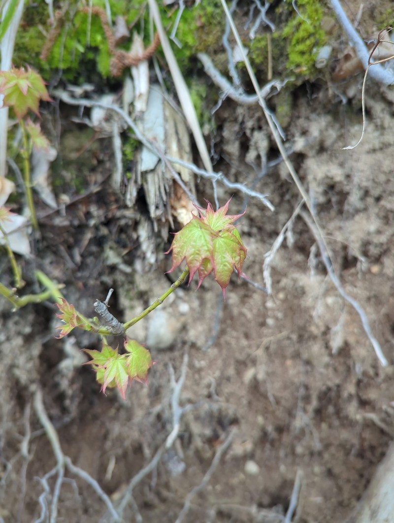 Acer cappadocicum subsp. cappadocicum photo 7