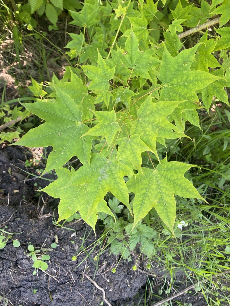 Acer cappadocicum subsp. cappadocicum photo 8