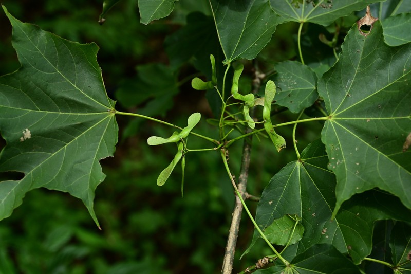 Acer cappadocicum subsp. sinicum