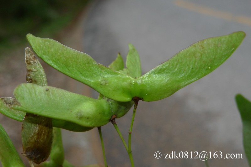 Acer cappadocicum subsp. sinicum photo 2