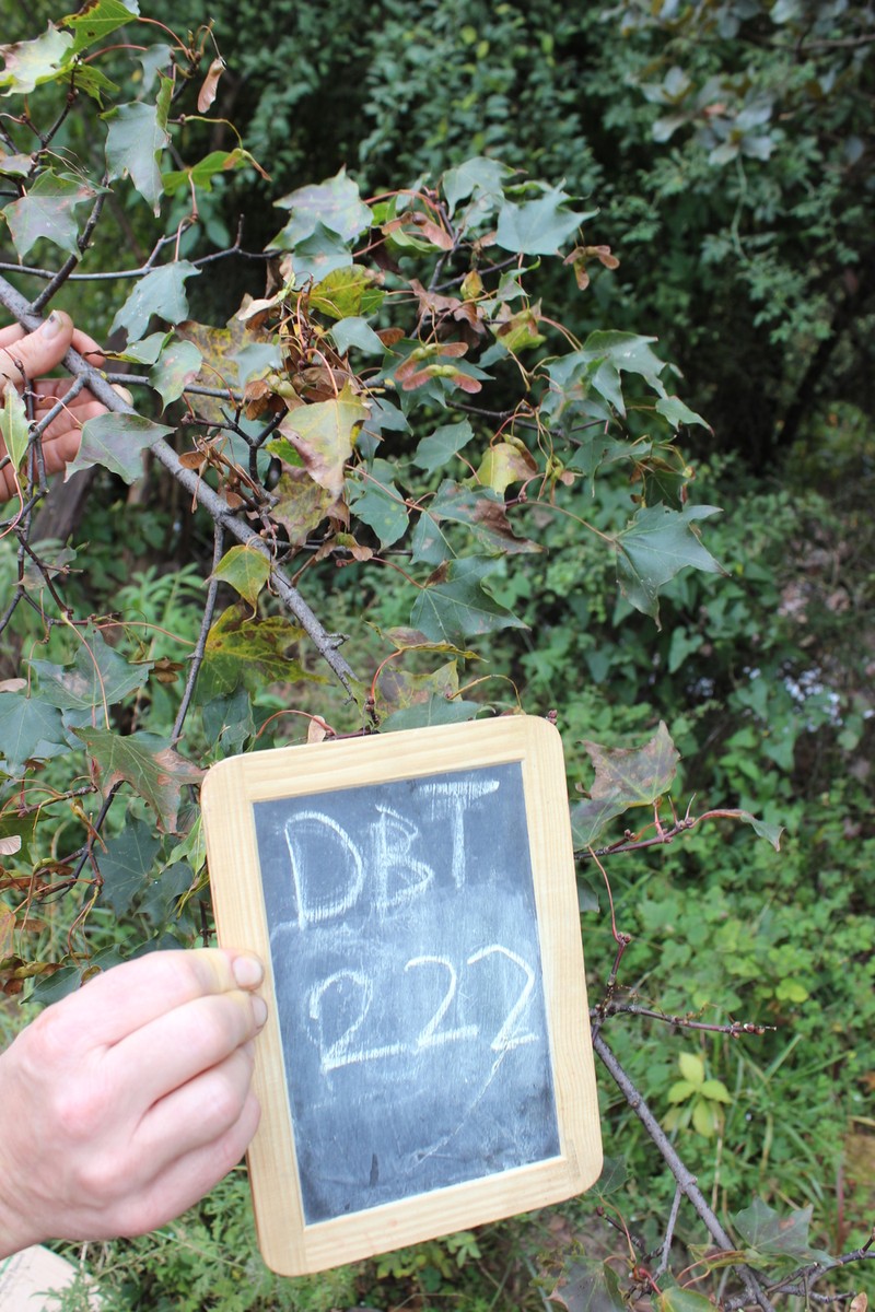 Acer cappadocicum subsp. sinicum photo 3