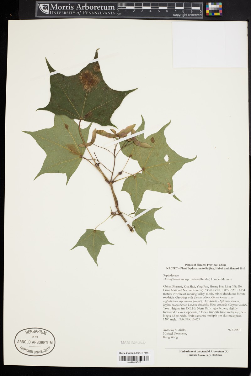 Acer cappadocicum subsp. sinicum photo 4