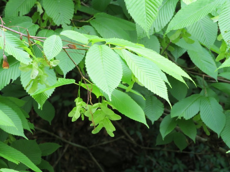 Acer carpinifolium photo 2
