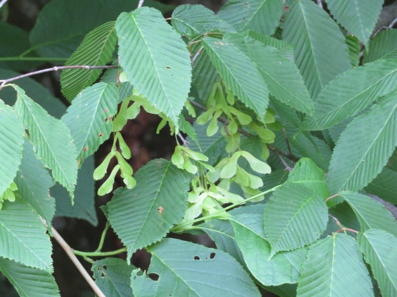Acer carpinifolium photo 3