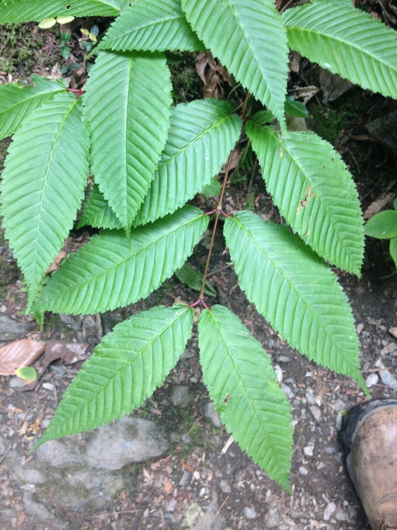Acer carpinifolium photo 4