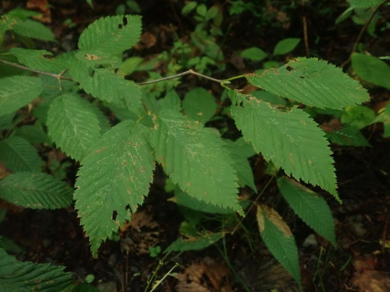 Acer carpinifolium photo 5