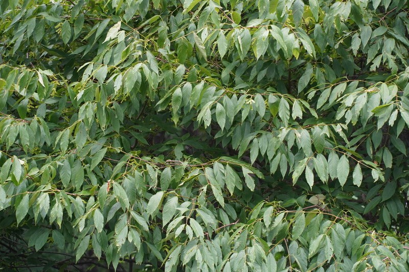 Acer carpinifolium photo 6