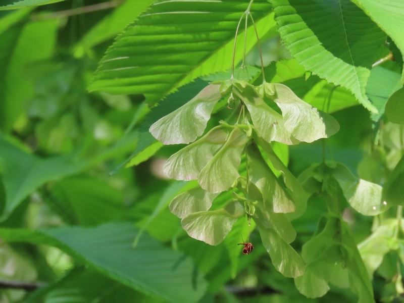 Acer carpinifolium photo 7