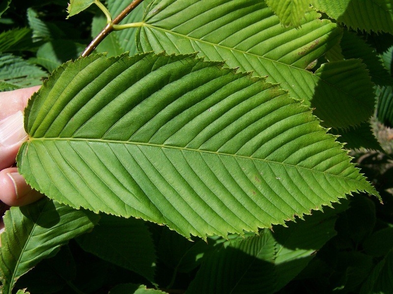 Acer carpinifolium photo 8