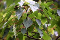 Acer caudatifolium
