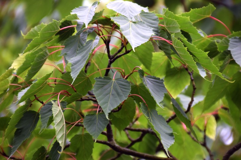 Acer caudatifolium