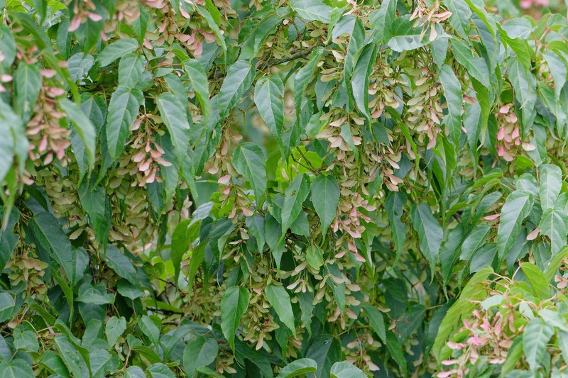 Acer caudatifolium photo 2