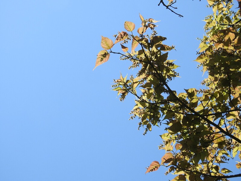 Acer caudatifolium photo 3