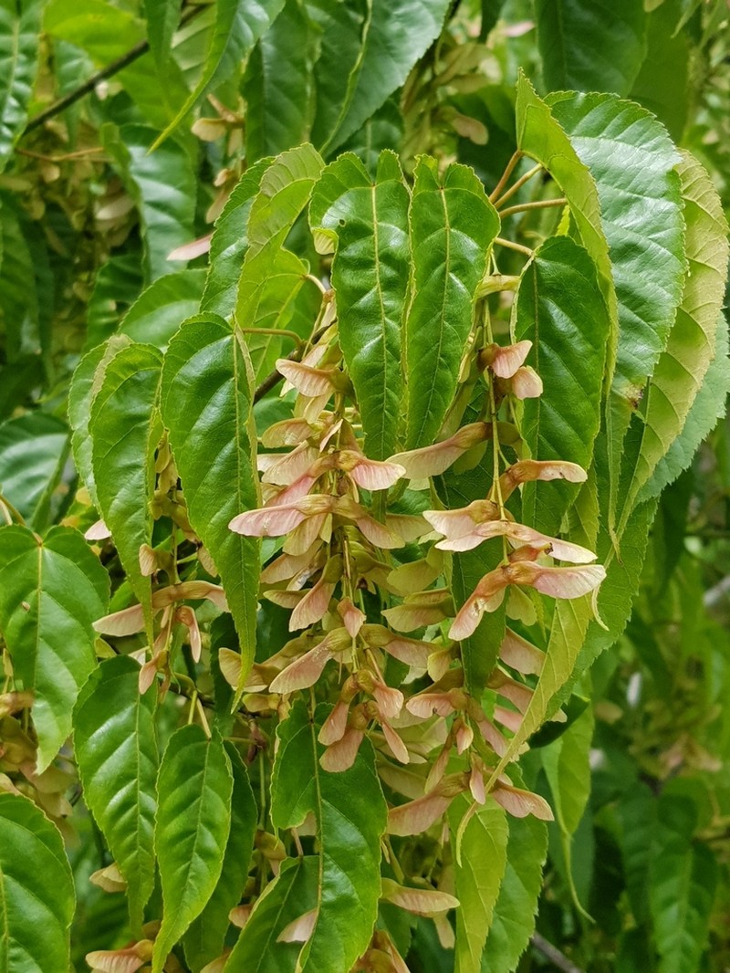 Acer caudatifolium photo 4