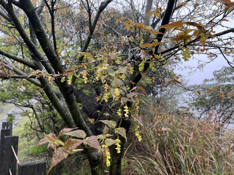 Acer caudatifolium photo 5