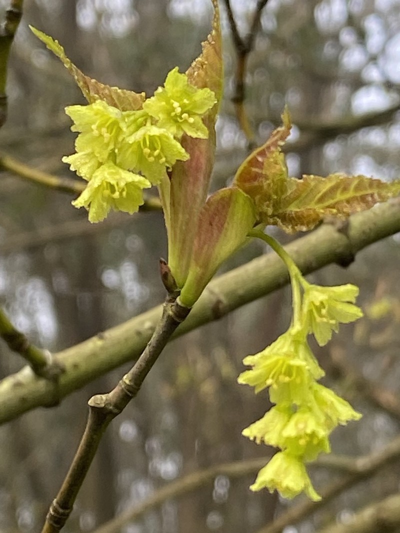 Acer caudatifolium photo 6