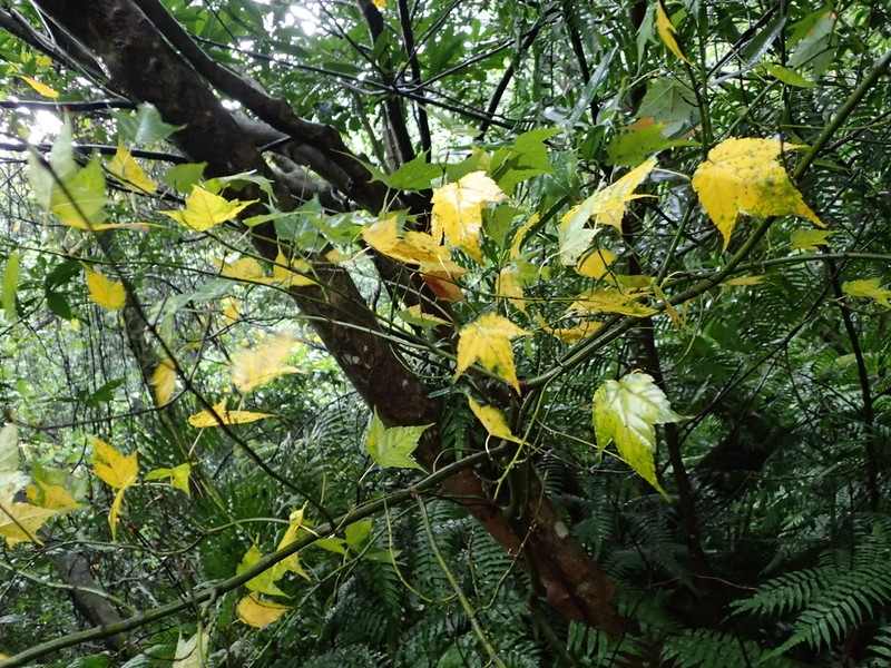 Acer caudatifolium photo 7