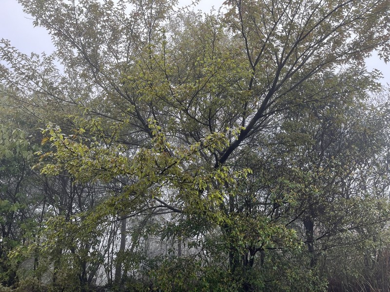 Acer caudatifolium photo 8