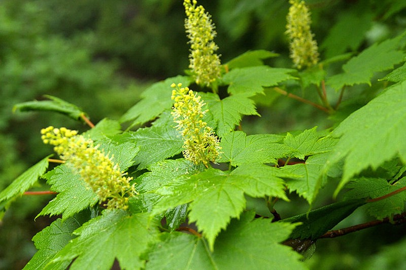 Acer caudatum