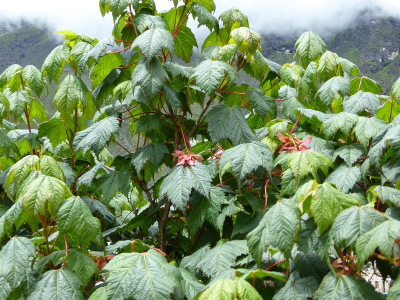 Acer caudatum photo 2