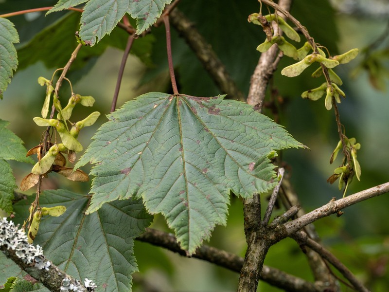 Acer caudatum photo 3