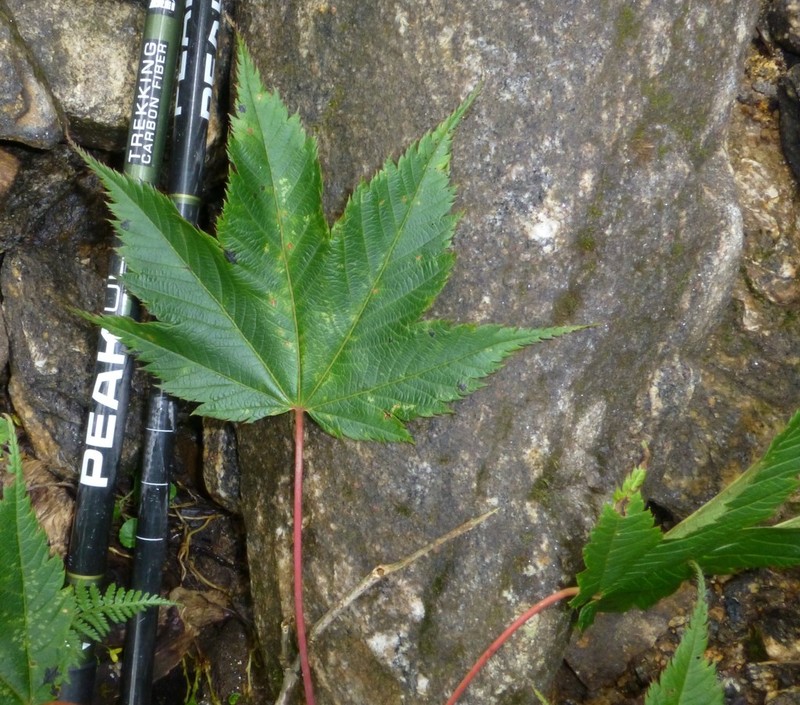 Acer caudatum photo 4