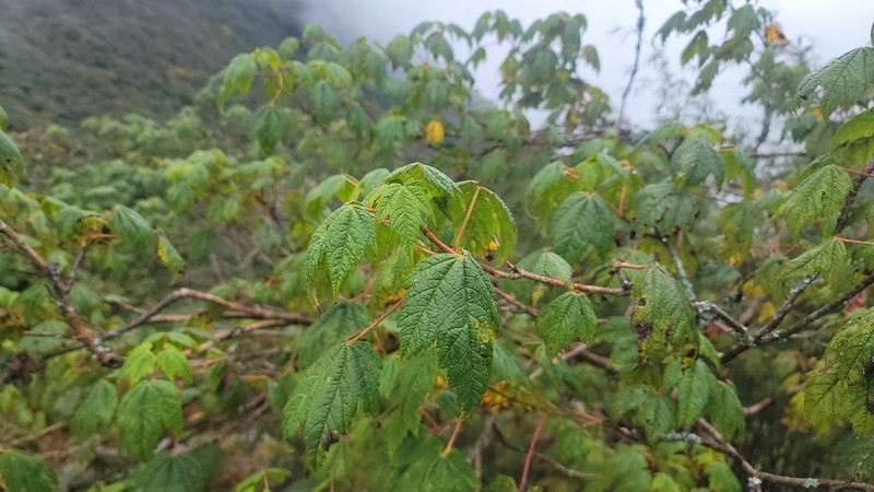 Acer caudatum photo 5