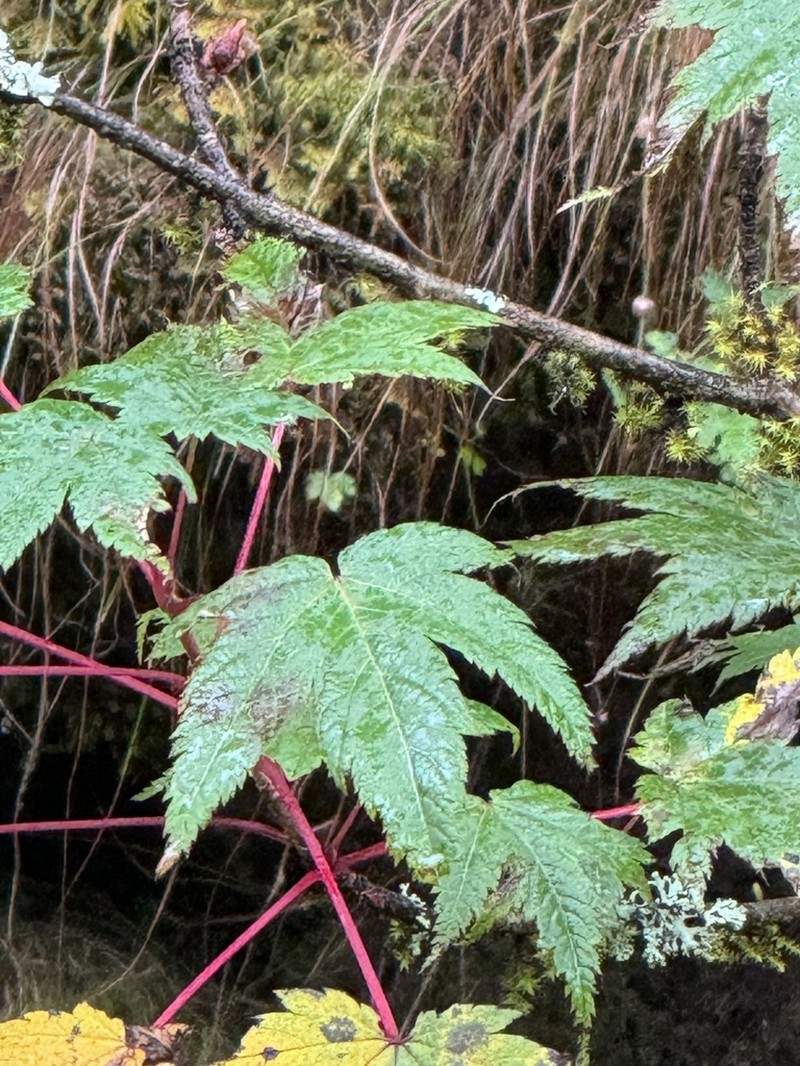 Acer caudatum photo 6