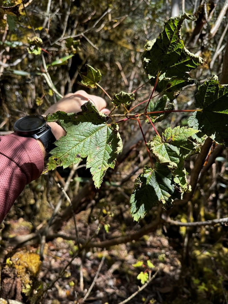 Acer caudatum photo 7