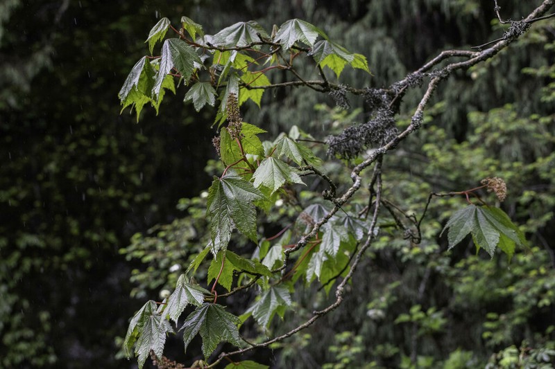 Acer caudatum photo 8