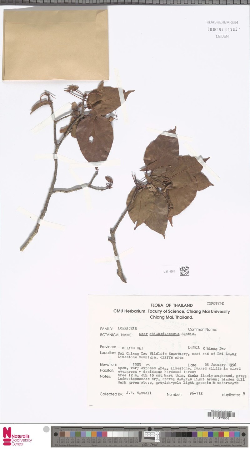 Acer chiangdaoense photo 4