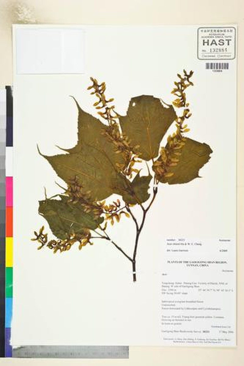Acer chienii photo 3