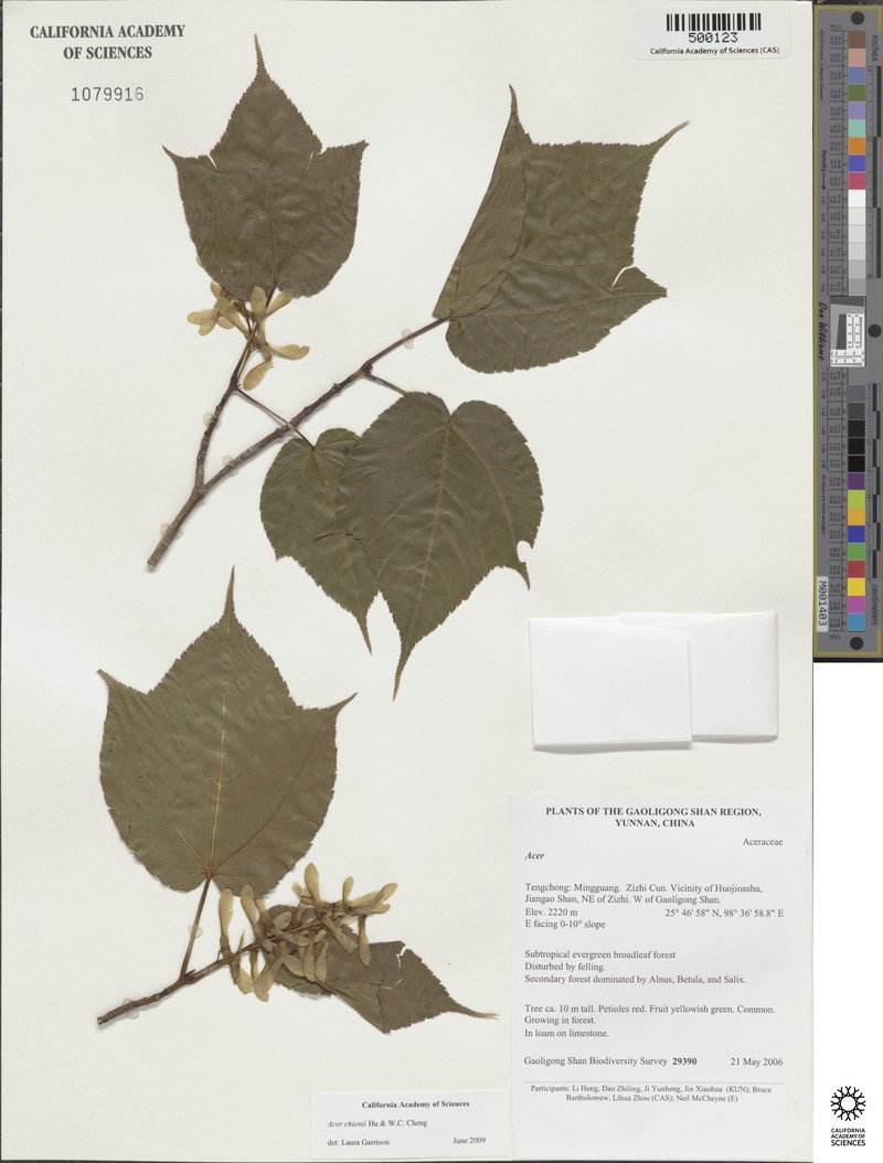 Acer chienii photo 4