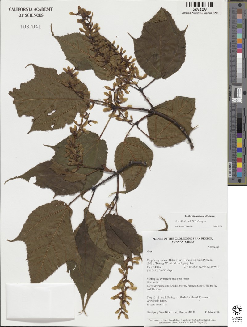 Acer chienii photo 6