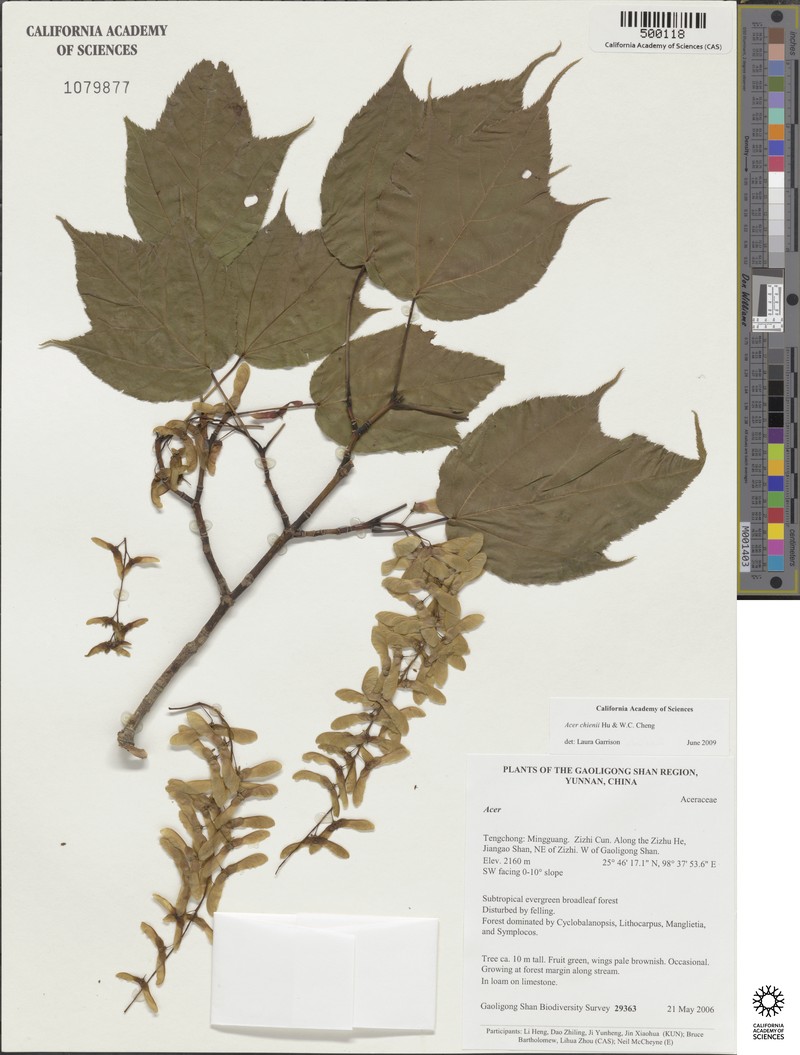 Acer chienii photo 7