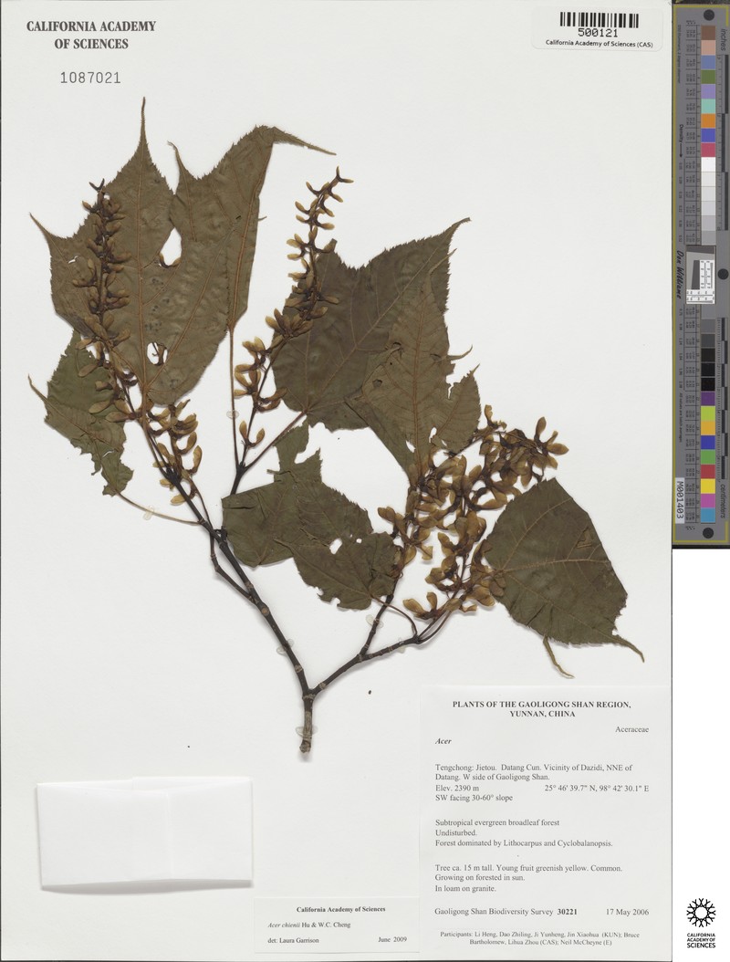 Acer chienii photo 8