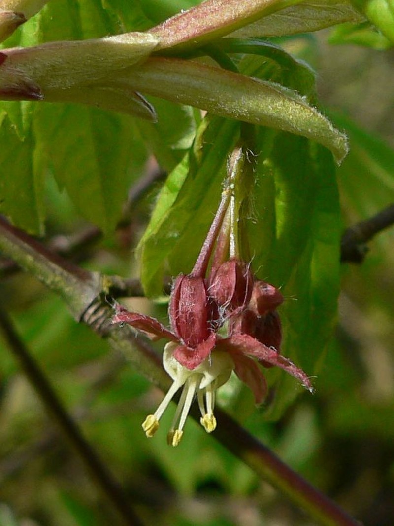 Vine Maple photo 2
