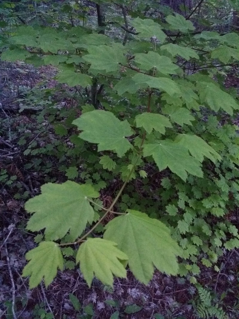 Vine Maple photo 3