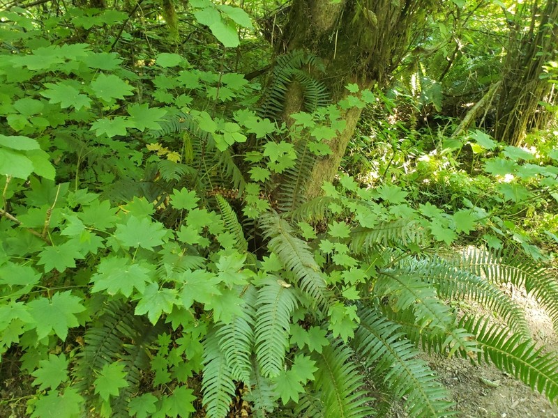 Vine Maple photo 4