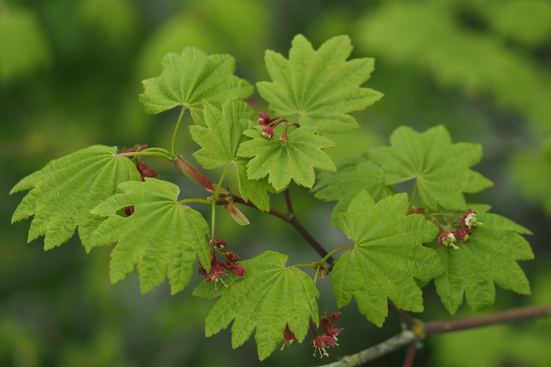 Vine Maple photo 5