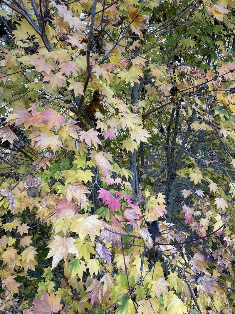 Vine Maple photo 6