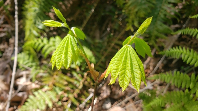 Vine Maple photo 7