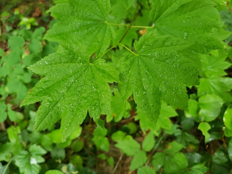 Vine Maple photo 8