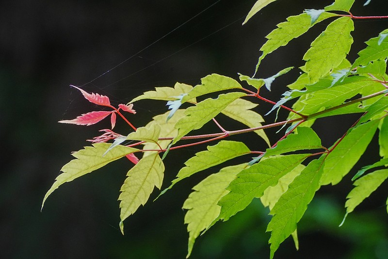 Ivyleaf Maple photo 3