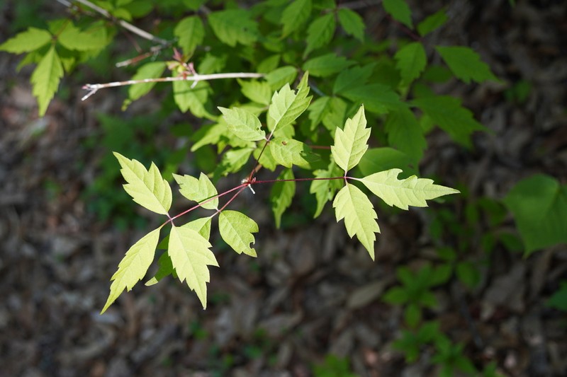 Ivyleaf Maple photo 4