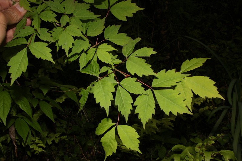 Ivyleaf Maple photo 5