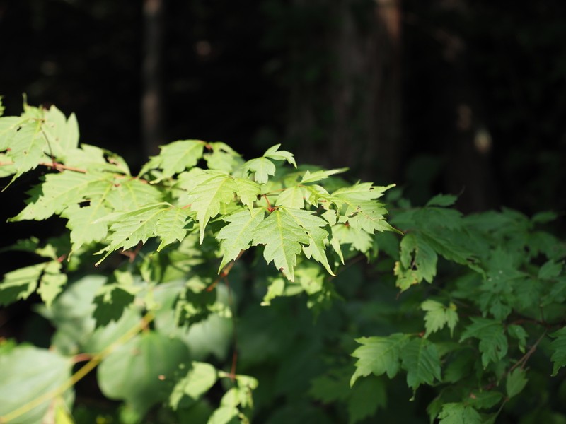 Ivyleaf Maple photo 6