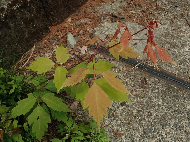 Ivyleaf Maple photo 7