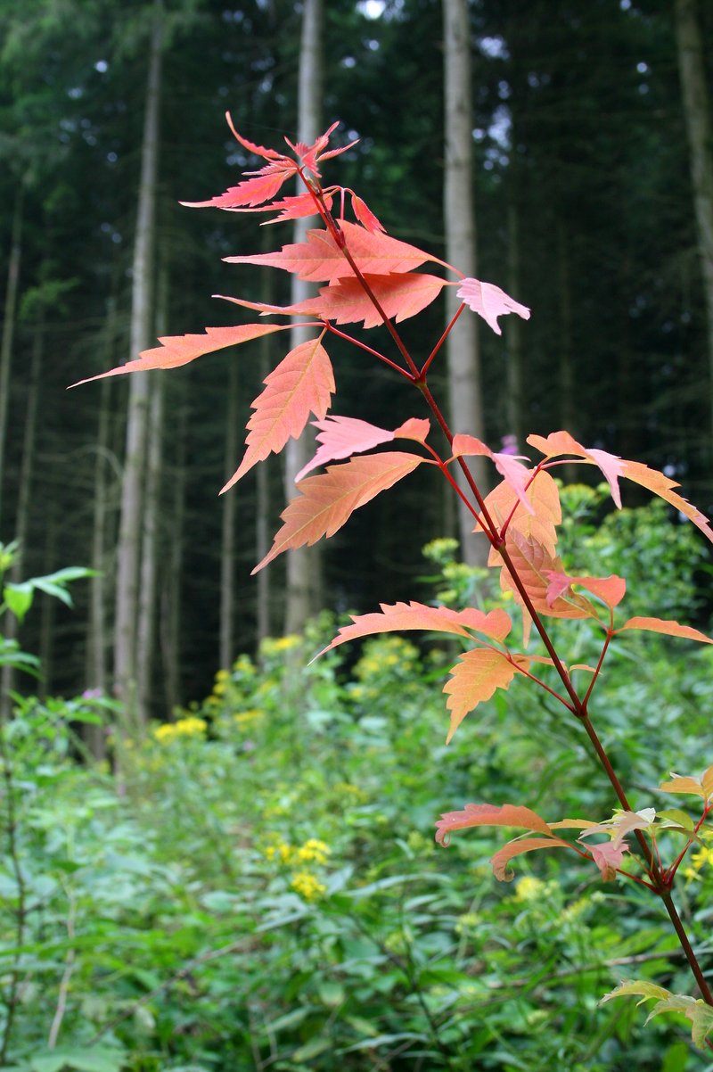 Ivyleaf Maple photo 2